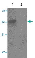 Anti-SPRYD3 Rabbit Polyclonal Antibody