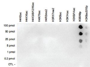 Anti-H3S10p Polyclonal Antibody