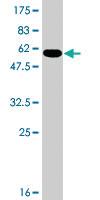 Anti-RAB11A Mouse Polyclonal Antibody