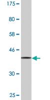 Anti-SIGLEC12 Mouse Monoclonal Antibody [clone: 1D1]