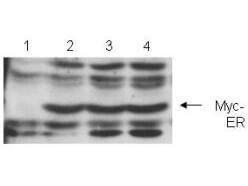 Anti-MYC Rabbit polyclonal antibody