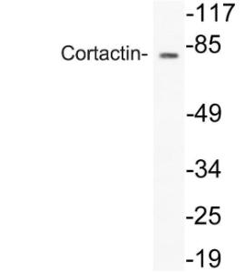 Western blot analysis of lysate from HeLa cells using Anti-Cortactin Antibody