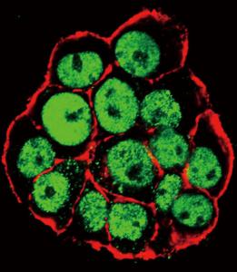 Anti-CDX2 Rabbit Polyclonal Antibody (Biotin)