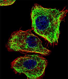 Anti-DMRTA2 Rabbit Polyclonal Antibody (PE (Phycoerythrin))