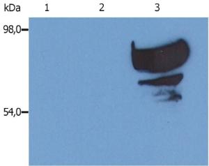 Anti-Transferrin Mouse Monoclonal Antibody [Clone: PTF-02]