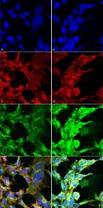 Immunocytochemistry/Immunofluorescence analysis of human embryonic kidney epithelial cell line (HEK293), fixed in 5% formaldehyde for 5 minutes, using Anti-Methylglyoxal Antibody [9F11] (A304732), at 1:50 for 30-60 min at room temperatur