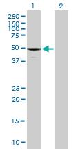 Anti-MICU2 Mouse Polyclonal Antibody