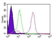 Anti-IKBKG Mouse Monoclonal Antibody [clone: 46B844]