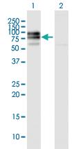 Anti-IL10RA Mouse Polyclonal Antibody