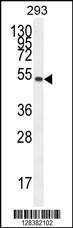 Anti-IGSF5 Rabbit Polyclonal Antibody (FITC (Fluorescein Isothiocyanate))