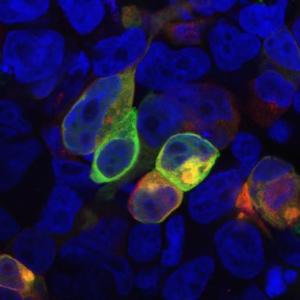 Immunofluorescence staining of HEK-293 cells cotransfected with PRR7 / TRAP3 (red) and GFP-PSD-95 (green). PRR7 / TRAP3 detected by Anti-PRR7 Antibody (A85830). DNA visualized by DAPI (blue).