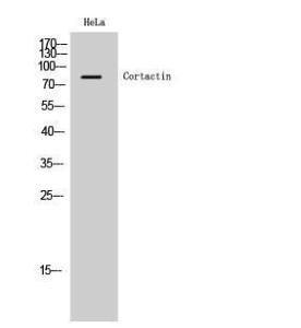 Western blot analysis of HeLa cells using Anti-Cortactin Antibody