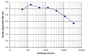 Anti-ACTL6B Rabbit Polyclonal Antibody