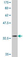 Anti-UBA6 Mouse Polyclonal Antibody