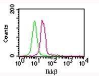 Anti-IKBKB Mouse Monoclonal Antibody [clone: 10AG2]