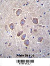 Anti-PCDHA8 Rabbit Polyclonal Antibody (FITC (Fluorescein Isothiocyanate))