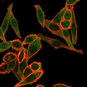 Immunofluorescent analysis of PFA fixed HeLa cells stained with Anti-TSC22D1 Antibody [PCRP-TSC22D1-1A2] followed by Goat Anti-Mouse IgG (CF&#174; 488) (Green) Counterstain is Phalloidin-CF&#174; 640A (Red)