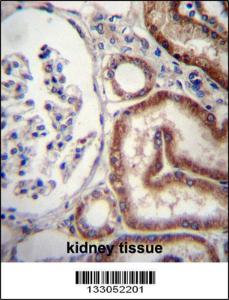 Anti-MIOX Rabbit Polyclonal Antibody (HRP (Horseradish Peroxidase))