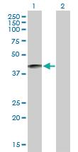 Anti-PRSS54 Mouse Polyclonal Antibody