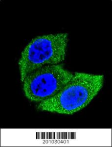 Anti-HSPA1A Mouse Monoclonal Antibody [clone: 201CT8.2.3]