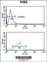 Anti-POLE3 Rabbit Polyclonal Antibody