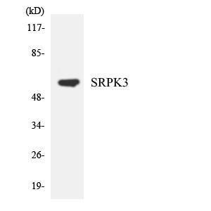 Western blot analysis of the lysates from HeLa cells using Anti-SRPK3 Antibody