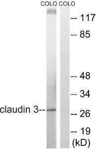 Antibody anti-claudin 3 100 µg