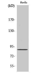 Anti-Cyclin F antibody