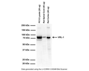 Western blot analysis of VRL-1 expression in rat cell lysate and tissue homogenates (RIPA extracts). One prominent band at ~90 kDa is observed corresponding to the expected molecular weight of VRL-1 protein.