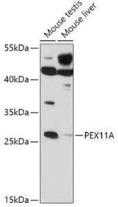 Anti-PEX11A Rabbit Polyclonal Antibody