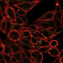 Immunofluorescent analysis of PFA-fixed HeLa cells stained with Anti-RXRG Antibody [PCRP-RXRG-5H4] followed by Goat Anti-Mouse IgG (CF&#174; 488) (Green) CF&#174; 640R Phalloidin (Red)