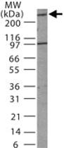 Anti-MDC1 Rabbit Polyclonal Antibody