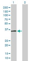 Anti-HEY1 Mouse Polyclonal Antibody