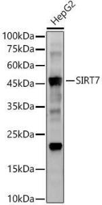 Western blot analysis of HepG2, using Anti-SIRT7 Antibody [ARC56567] (A309472) at 1:2,000 dilution. The secondary Antibody was Goat Anti-Rabbit IgG H&L Antibody (HRP) at 1:10000 dilution. Lysates/proteins were present at 25 µg per lane