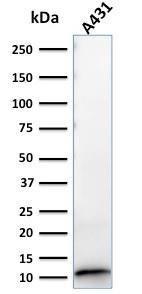 Western blot analysis of A431 cell lysate using Anti-S100A2 Antibody [CPTC-S100A2-2]