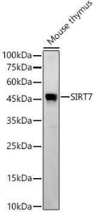 Western blot analysis of Mouse thymus, using Anti-SIRT7 Antibody [ARC56567] (A309472) at 1:2,000 dilution. The secondary Antibody was Goat Anti-Rabbit IgG H&L Antibody (HRP) at 1:10000 dilution. Lysates/proteins were present at 25 µg per lane