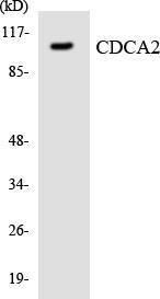 Antibody anti-CDCA2 A101168-100 100 µg