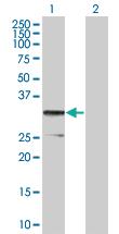 Anti-CD79B Mouse Polyclonal Antibody