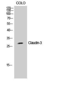 Antibody anti-claudin 3 100 µg