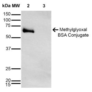 Western blot analysis of Methylglyoxal-BSA Conjugate showing detection of 67 kDa Methylglyoxal protein using Anti-Methylglyoxal Antibody [9E7] (A304733) at 1:1,000 for 2 hours at room temperatur