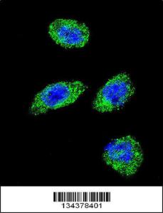 Anti-POLG Rabbit Polyclonal Antibody (APC (Allophycocyanin))