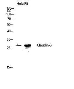 Antibody anti-claudin 3 100 µg