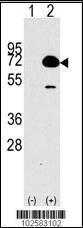 Anti-HDAC10 Rabbit polyclonal antibody