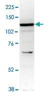 Anti-ZBTB38 Rabbit Polyclonal Antibody