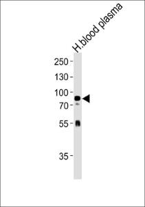 Anti-NRG3 Rabbit Polyclonal Antibody (FITC (Fluorescein Isothiocyanate))