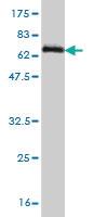 Anti-DUSP4 Mouse Monoclonal Antibody [clone: 1D12]