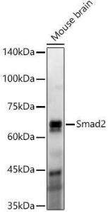 Anti-Smad2 Rabbit Monoclonal Antibody [clone: ARC57635]