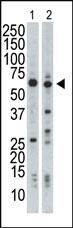 Anti-NRBP1 Rabbit Polyclonal Antibody