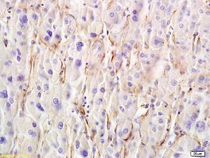 Anti-Layilin Rabbit Polyclonal Antibody