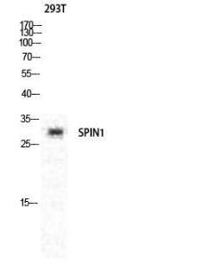 Western blot analysis of various cells using Anti-SPIN1 Antibody